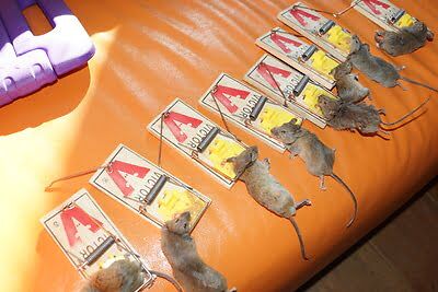 rodent trapping